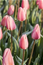  - Tulipa 'Cosmopolitan'