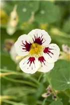  - Tropaeolum majus 'Orchid Cream'