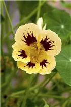  - Tropaeolum majus 'Orchid Cream'
