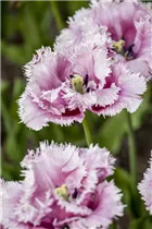 Blumenzwiebeln - Tulpen Crispa Mischung x10 Blumenzwiebeln - Tulpen Crispa Mischung x10