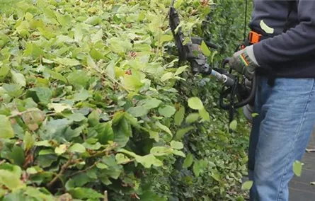 Hecken - Zurückschneiden Hecken - Zurückschneiden