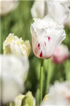 Blumenzwiebeln - Tulpen Crispa Mischung x10 Blumenzwiebeln - Tulpen Crispa Mischung x10