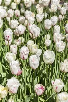 Blumenzwiebeln - Tulpen Crispa Mischung x10 Blumenzwiebeln - Tulpen Crispa Mischung x10