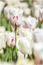 Blumenzwiebeln - Tulpen Crispa Mischung x10 Blumenzwiebeln - Tulpen Crispa Mischung x10