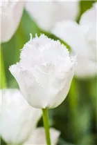 Blumenzwiebeln - Tulpen Crispa Mischung x10 Blumenzwiebeln - Tulpen Crispa Mischung x10