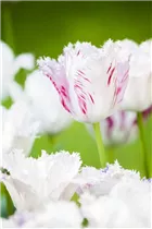 Blumenzwiebeln - Tulpen Crispa Mischung x10 Blumenzwiebeln - Tulpen Crispa Mischung x10