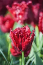 Blumenzwiebeln - Tulpen Crispa Mischung x10 Blumenzwiebeln - Tulpen Crispa Mischung x10