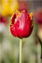 Blumenzwiebeln - Tulpen Crispa Mischung x10 Blumenzwiebeln - Tulpen Crispa Mischung x10