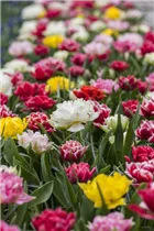  - Tulipa Double Early