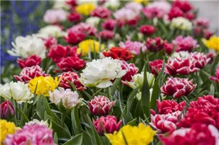  - Tulipa Double Early