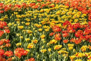  - Tulipa Double Early