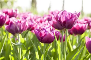  - Tulipa Double Early