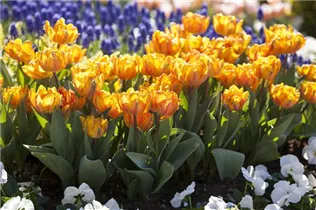  - Tulipa Double Early