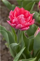  - Tulipa Double Early
