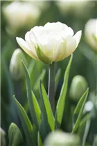  - Tulipa Double Early
