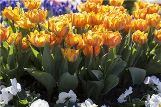  - Tulipa Double Early