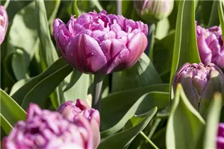  - Tulipa 'Double Flag'