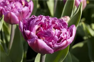  - Tulipa 'Double Flag'