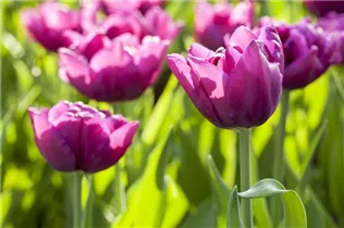  - Tulipa 'Double Flag'