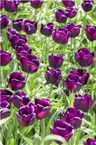  - Tulipa 'Early Glory'