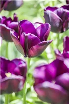  - Tulipa 'Early Glory'