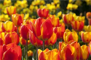  - Tulipa 'Flair'