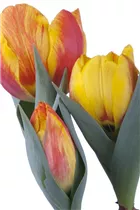  - Tulipa 'Flair'