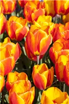  - Tulipa 'Flair'