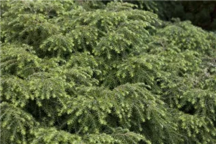  - Tsuga canadensis 'Jeddeloh'