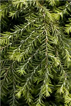  - Tsuga canadensis 'Jeddeloh'