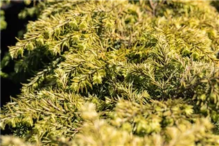  - Tsuga canadensis 'Jeddeloh'