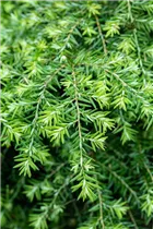  - Tsuga canadensis 'Jeddeloh'