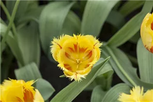  - Tulipa 'Flamenco'