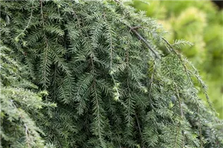  - Tsuga canadensis 'Pendula'