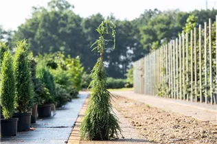  - Tsuga canadensis 'Pendula'