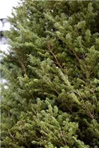  - Tsuga diversifolia 'Minikin'