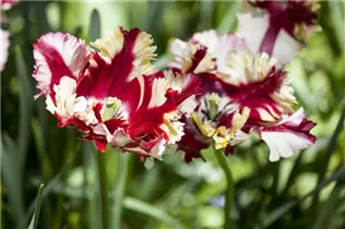  - Tulipa Parrot