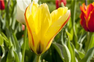  - Tulipa fosteriana