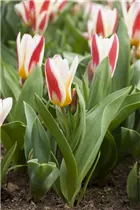 - Tulipa fosteriana