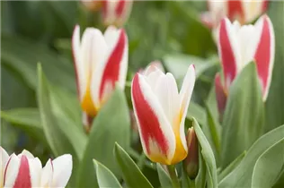  - Tulipa fosteriana