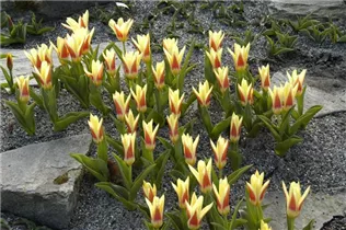  - Tulipa fosteriana