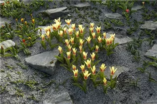  - Tulipa fosteriana
