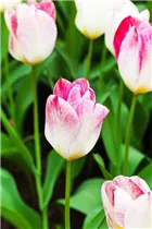  - Tulipa fosteriana 'Flaming Purissima'