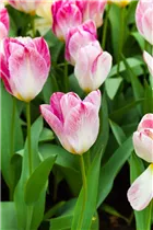  - Tulipa fosteriana 'Flaming Purissima'