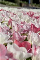  - Tulipa fosteriana 'Flaming Purissima'