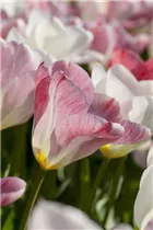  - Tulipa fosteriana 'Flaming Purissima'