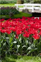  - Tulipa 'Abba'