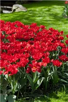  - Tulipa 'Abba'