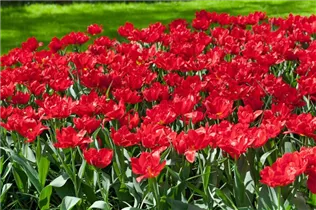  - Tulipa 'Abba'