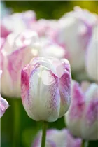  - Tulipa 'Infinity'